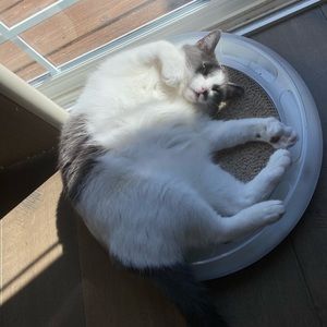 Meet your Posher, Dingjie